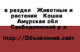  в раздел : Животные и растения » Кошки . Амурская обл.,Свободненский р-н